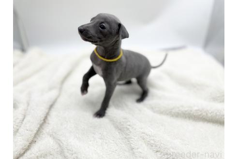 成約済の愛知県のイタリアングレーハウンド(イタグレ)-367045の9枚目