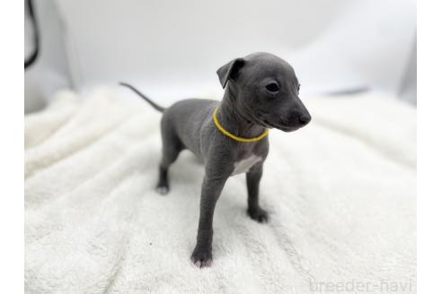 成約済の愛知県のイタリアングレーハウンド(イタグレ)-367045の7枚目