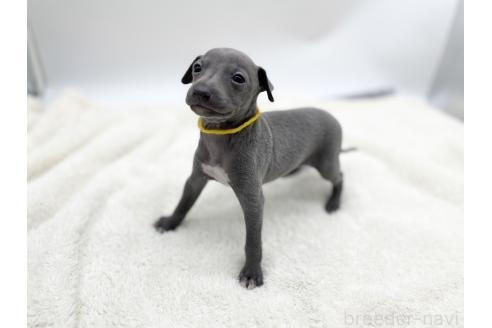 成約済の愛知県のイタリアングレーハウンド(イタグレ)-367045の6枚目