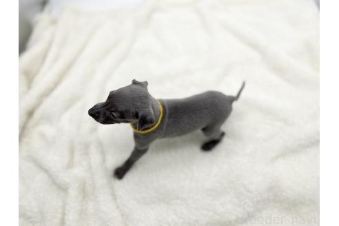 成約済の愛知県のイタリアングレーハウンド(イタグレ)-367045の5枚目