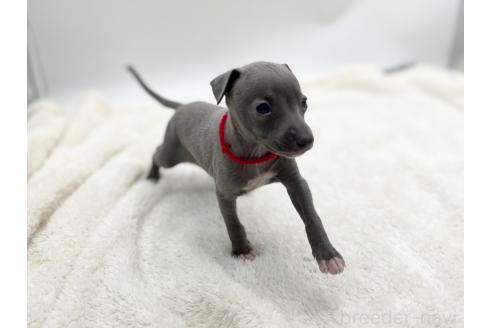 成約済の愛知県のイタリアングレーハウンド(イタグレ)-367049の10枚目