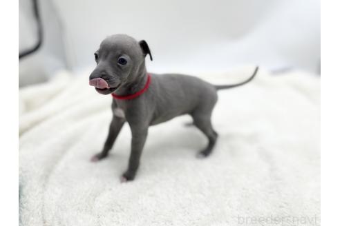 成約済の愛知県のイタリアングレーハウンド(イタグレ)-367049の8枚目