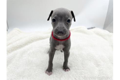 成約済の愛知県のイタリアングレーハウンド(イタグレ)-367049の7枚目