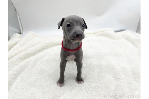 成約済の愛知県のイタリアングレーハウンド(イタグレ)-367049の6枚目