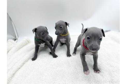 成約済の愛知県のイタリアングレーハウンド(イタグレ)-367049の5枚目