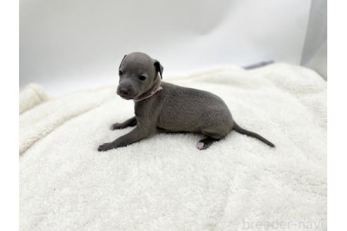 成約済の愛知県のイタリアングレーハウンド(イタグレ)-367052の10枚目