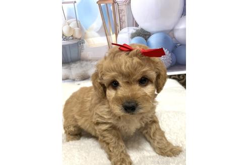 成約済の愛知県のマルプー:マルチーズ×トイプードル-367079の2枚目