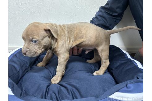 成約済の千葉県のアメリカンピットブルテリア-367104の4枚目