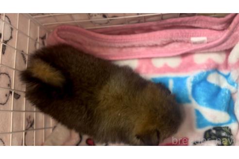 成約済の神奈川県のポメラニアン-367110の7枚目