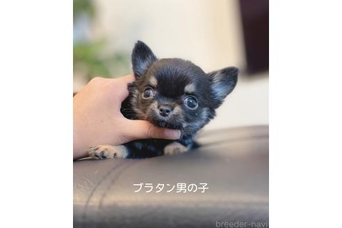 成約済の静岡県のチワワ(ロングコート)-365592の4枚目