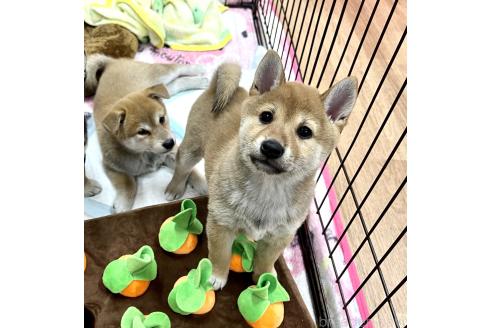成約済の愛知県の豆柴-355622の3枚目