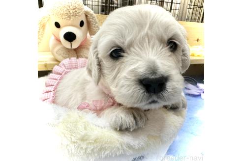 成約済の群馬県のゴールデンレトリーバー-367160の3枚目