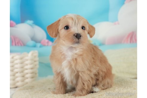 成約済の埼玉県のマルプー:マルチーズ×トイプードル-366925の5枚目