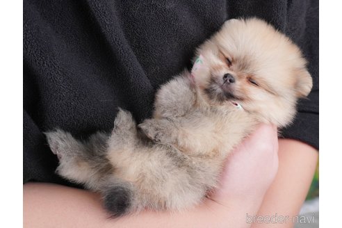 成約済の群馬県のポメラニアン-367709の4枚目