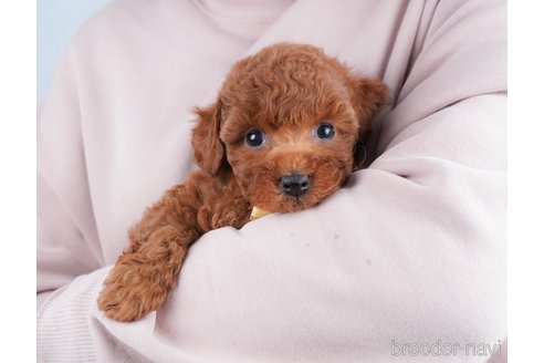 成約済の群馬県のトイプードル-367695の4枚目