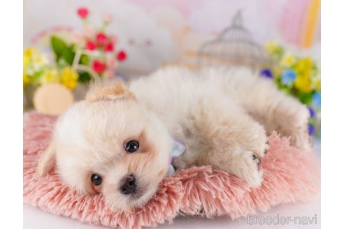 成約済の東京都のミックス犬-367607の6枚目