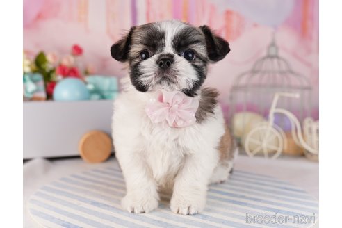 成約済の東京都のミックス犬-367605の3枚目
