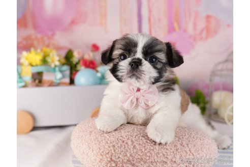 成約済の東京都のミックス犬-367605の4枚目