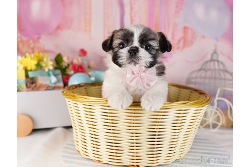 成約済の東京都のミックス犬-367605の5枚目