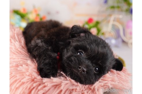 成約済の東京都のミックス犬-367603の6枚目