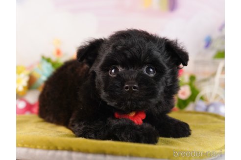 成約済の東京都のミックス犬-367603の3枚目