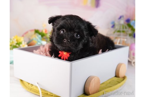 成約済の東京都のミックス犬-367603の4枚目