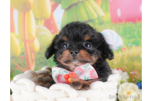 成約済の栃木県のミックス犬-367292の4枚目