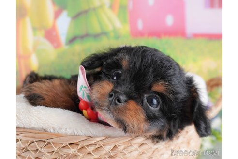 成約済の栃木県のミックス犬-367292の6枚目