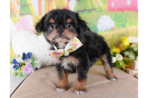 成約済の栃木県のミックス犬-367290の4枚目