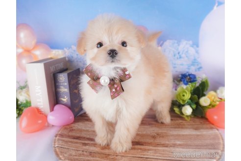 成約済の栃木県のミックス犬-367281の5枚目