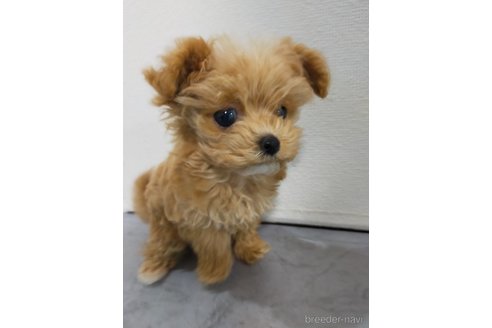 成約済の宮崎県のマルプー:マルチーズ×トイプードル-367141の1枚目