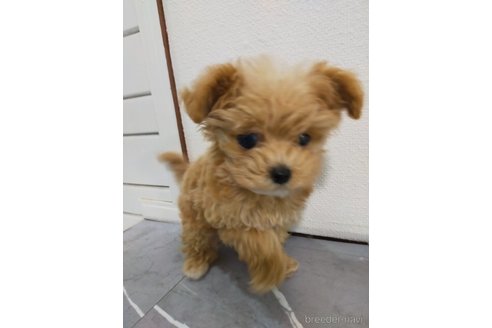 成約済の宮崎県のマルプー:マルチーズ×トイプードル-367141の2枚目