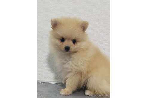 成約済の宮崎県のポメラニアン-367146の3枚目
