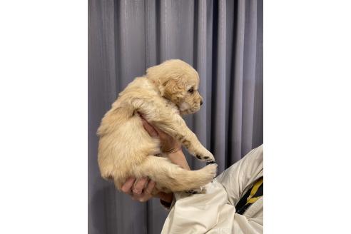 成約済の福岡県のゴールデンレトリーバー-366871の3枚目