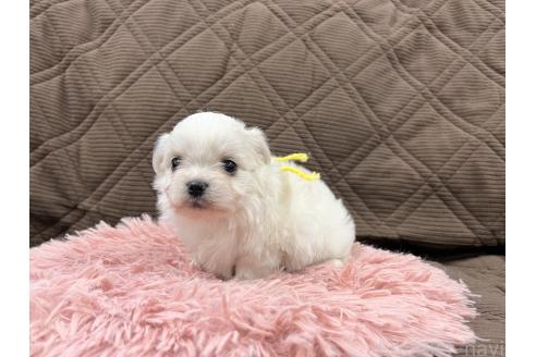 成約済の三重県のチワマル:チワワ×マルチーズ-366873の6枚目