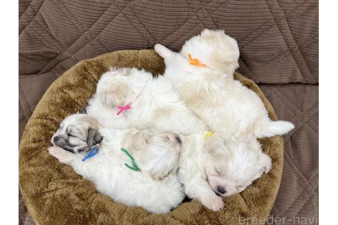 成約済の三重県のチワマル:チワワ×マルチーズ-366873の2枚目
