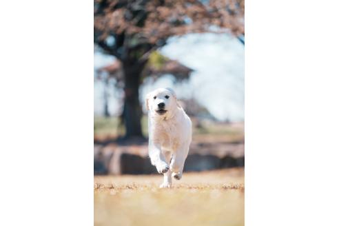成約済の愛知県のゴールデンレトリーバー-356013の2枚目