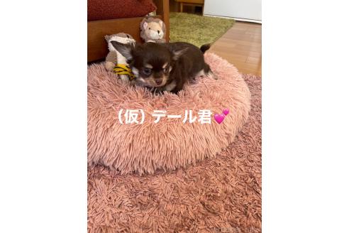 成約済の静岡県のチワワ(ロングコート)-356981の5枚目