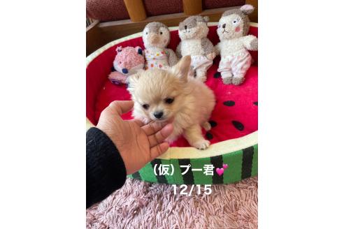 成約済の静岡県のチワワ(ロングコート)-367186の6枚目