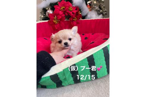 成約済の静岡県のチワワ(ロングコート)-367186の2枚目