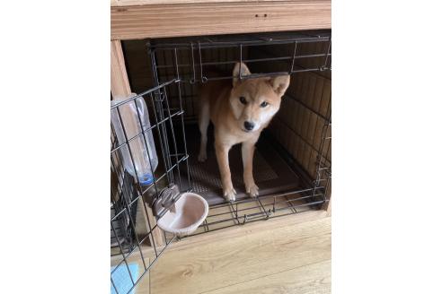 成約済の岡山県の柴犬-364639の2枚目