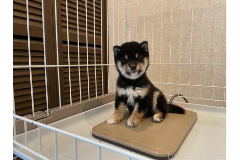 成約済の兵庫県の豆柴-364136の3枚目