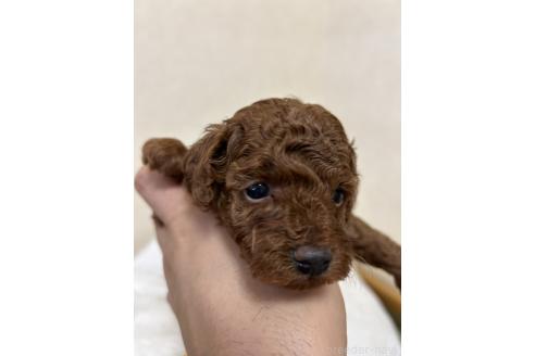 販売中の北海道のトイプードル-365030の25枚目