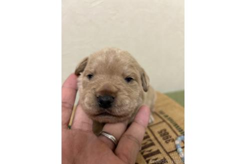 成約済の北海道のミックス犬-367225の25枚目