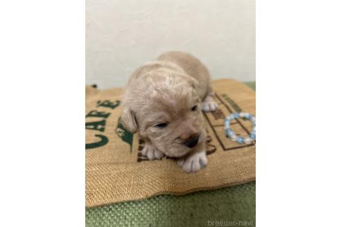 成約済の北海道のミックス犬-367225の24枚目