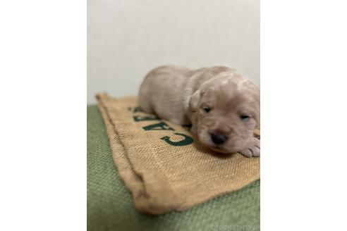 成約済の北海道のミックス犬-367225の23枚目