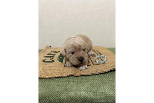 成約済の北海道のミックス犬-367225の22枚目