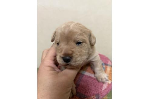 成約済の北海道のミックス犬-367225の21枚目