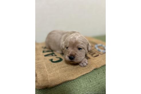 成約済の北海道のミックス犬-367225の20枚目
