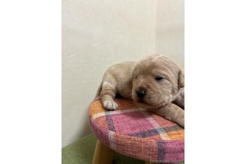 成約済の北海道のミックス犬-367225の19枚目